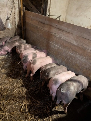 Purcei de 10 săptămâni  - imagine 2