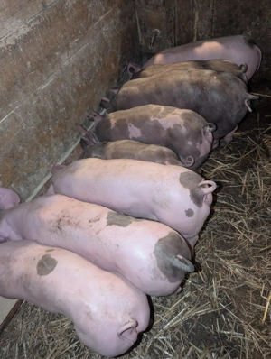 Purcei de 10 săptămâni 