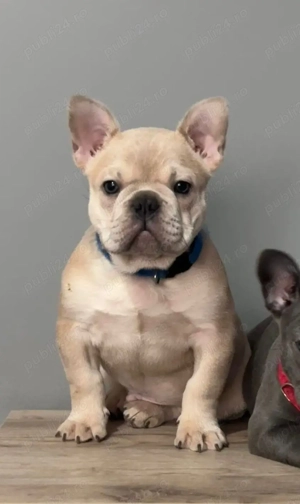 Bulldog de vanzare - imagine 2