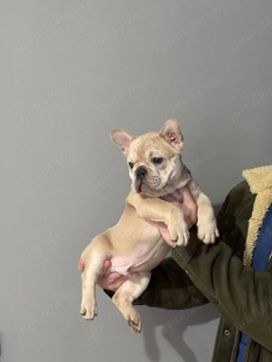 Bulldog de vanzare - imagine 4