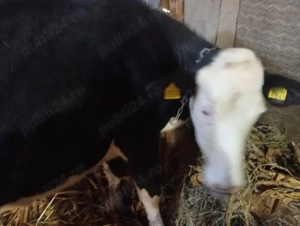 vand vaca de 4 ani  - imagine 2