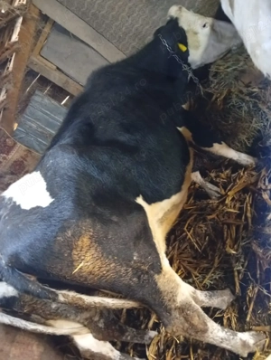 vand vaca de 4 ani  - imagine 4