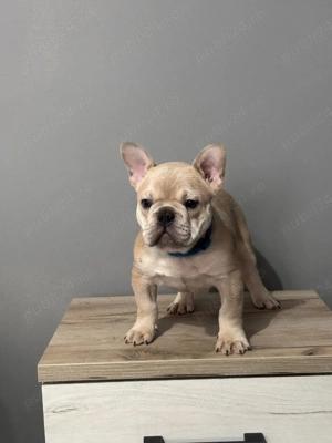 Bulldog de vanzare - imagine 5