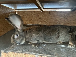 Mascul urias german - imagine 3