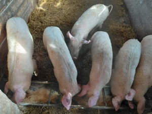 Purcei de vanzare - imagine 3
