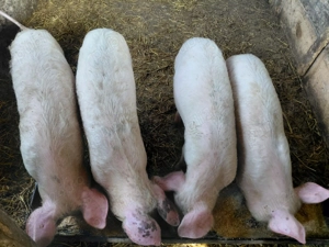 Purcei de vanzare - imagine 4