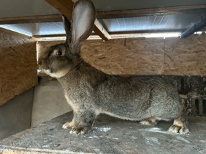 Mascul urias german - imagine 2