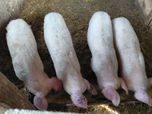 Purcei de vanzare - imagine 5