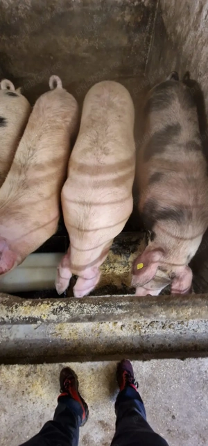 Purcei si scrifite gestante - imagine 5