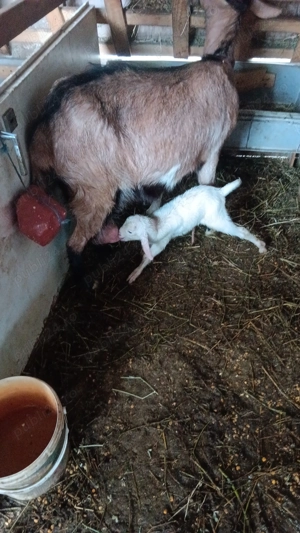 Capre de vanzare sau schimb 