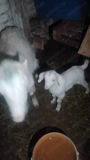 Capre de vanzare sau schimb  - imagine 2