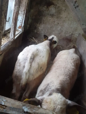 Vând viței - imagine 2