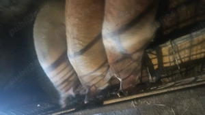 Porci duroc de vinzare - imagine 2