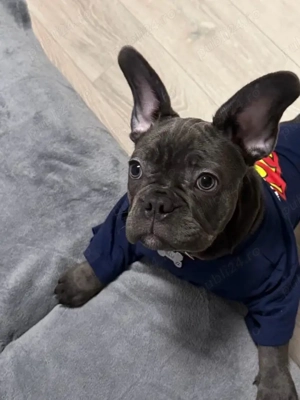 bulldog francez blue ,mascul  - imagine 2