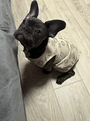 bulldog francez blue ,mascul  - imagine 3