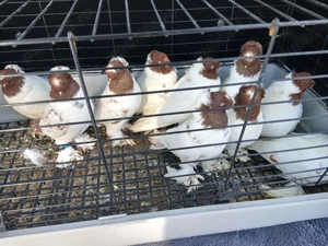 Jucatori de Botoșani  - imagine 2