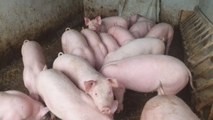 Purcei Marele Alb  - imagine 2