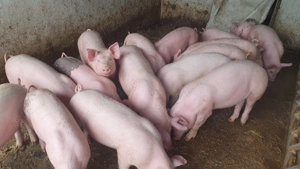 Purcei Marele Alb  - imagine 4