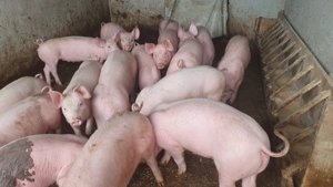 Purcei Marele Alb  - imagine 3