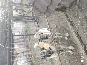 Femelă kangal de vânzare