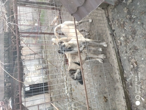 Femelă kangal de vânzare - imagine 2