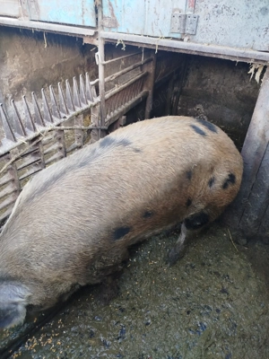 porc gras 260+ kg - imagine 2