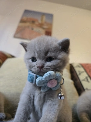 British shorthair lila - imagine 2