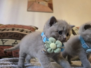 British shorthair lila - imagine 6