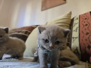 British shorthair lila - imagine 4