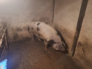 de vanzare porc de carne la 380 kg