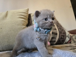 British shorthair lila - imagine 5
