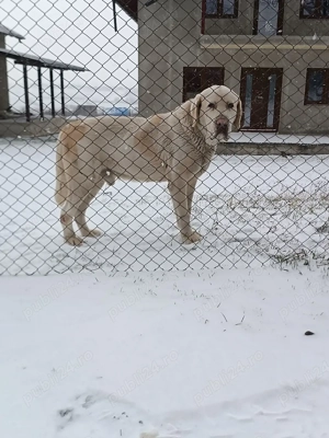 Schimb Ciobănesc de Asia Centrală  - imagine 3