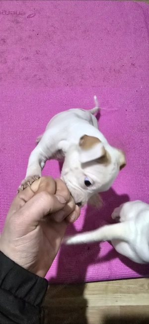 Pui Amstaff de Top   Linie Puternică, Calitate Premium