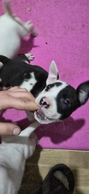 Pui American Staffordshire Terrier