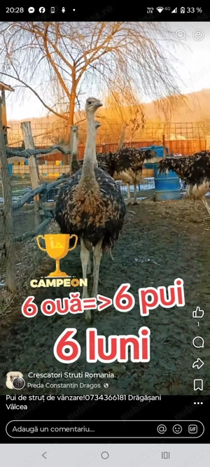 Struți vârstă 6-7luni - imagine 4