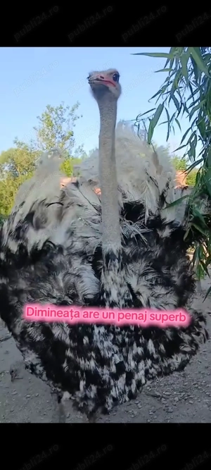 Struți vârstă 6-7luni - imagine 3