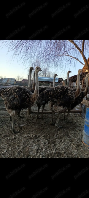 Struți vârstă 6-7luni - imagine 5