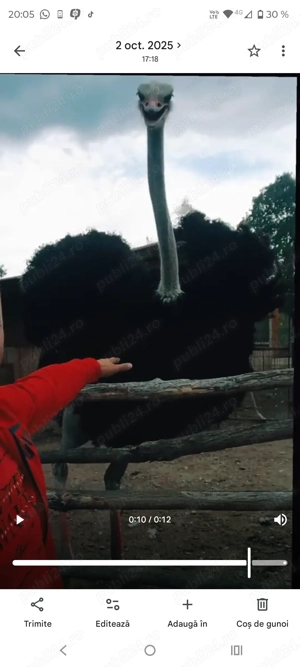 Struți vârstă 6-7luni - imagine 2