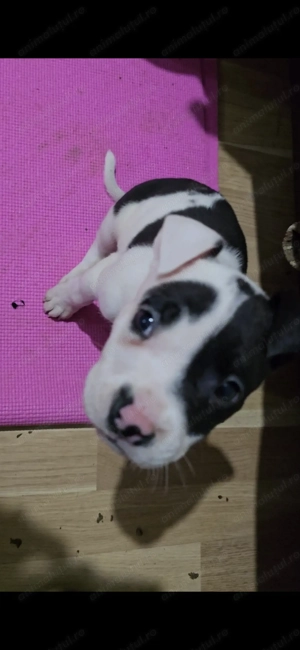 Pui American Staffordshire Terrier - imagine 4