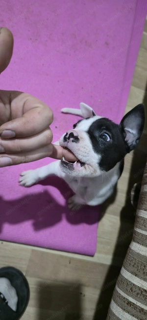 Pui American Staffordshire Terrier - imagine 3