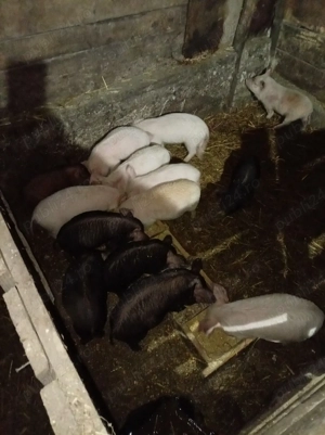 Vand purcei - imagine 2