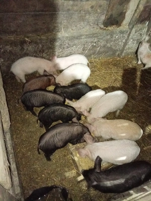 Vand purcei - imagine 4