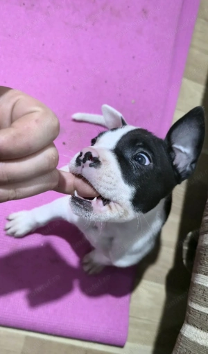 Pui American Staffordshire Terrier - imagine 2