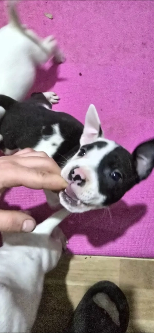 Pui American Staffordshire Terrier - imagine 5