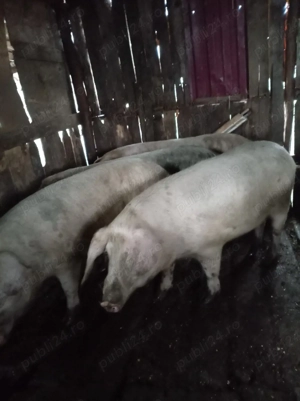 Vand porci 12 lei kg - imagine 2