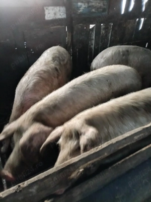 Vand porci 12 lei kg - imagine 5