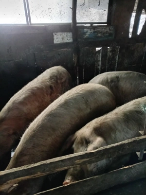 Vand porci 12 lei kg - imagine 4