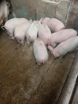 Vând purcei   8 săptămâni, Pietrain x Landrace