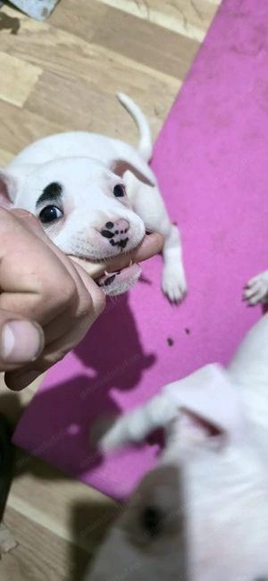 Pui Amstaff de Top   Linie Puternică, Calitate Premium