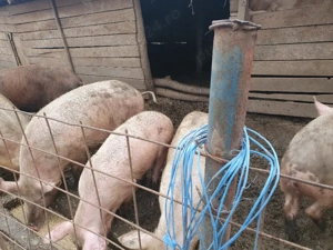 purceii din rasa marele alb și landras 